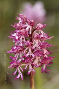 Orchis x angusticruris Franch. 1885