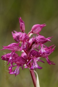 Orchis x angusticruris Franch. 1885