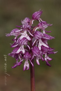 Orchis x angusticruris Franch. 1885