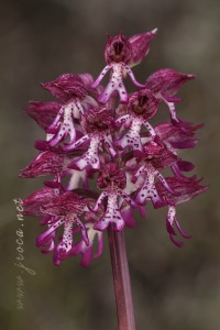 Orchis x angusticruris Franch. 1885