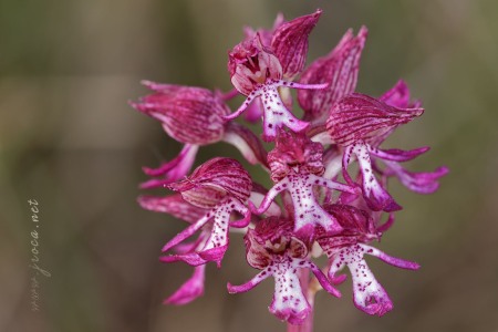 Orchis x angusticruris Franch. 1885