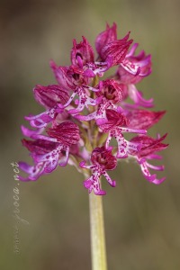 Orchis x angusticruris Franch. 1885