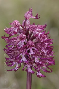 Orchis x angusticruris Franch. 1885