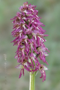Orchis x bergonii Nanteuil 188