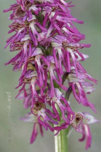 Orchis x bergonii Nanteuil 188