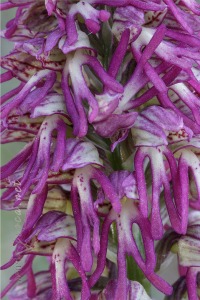 Orchis x bergonii Nanteuil 188