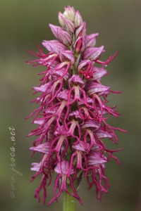 Orchis x bergonii Nanteuil 188