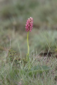 Orchis x bergonii Nanteuil 188