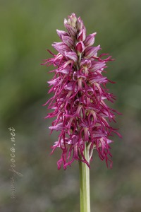 Orchis x bergonii Nanteuil 188