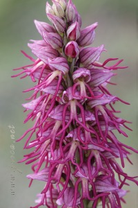 Orchis x bergonii Nanteuil 188