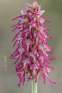 Orchis x bergonii Nanteuil 188