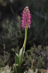 Orchis x bergonii Nanteuil 188