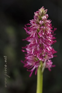 Orchis x bergonii Nanteuil 188