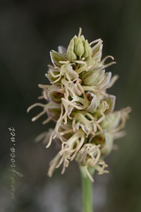 Orchis x bergonii Nanteuil 188