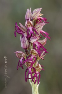 Orchis x bergonii Nanteuil 188