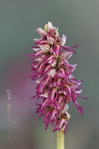 Orchis x bergonii Nanteuil 188