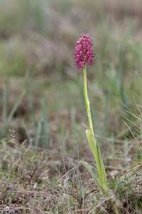 Orchis x bergonii Nanteuil 188