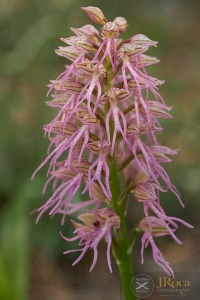 Orchis x bivonae (Tod.) Soó
