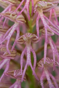 Orchis x bivonae (Tod.) Soó