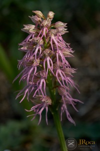 Orchis x bivonae (Tod.) Soó