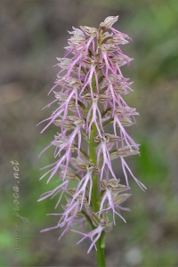 Orchis x bivonae Tod. in Giorn.