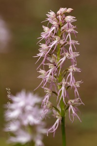 Orchis x bivonae Tod. in Giorn.