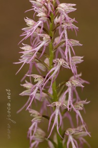 Orchis x bivonae Tod. in Giorn.