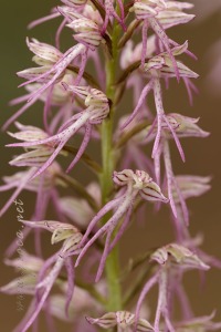 Orchis x bivonae Tod. in Giorn.