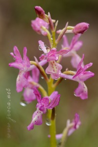 Orchis x navarrensis J.P. Amardeilh, 2009