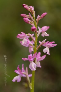 Orchis x navarrensis J.P. Amardeilh, 2009