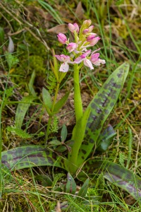 Orchis x navarrensis J.P. Amardeilh, 2009