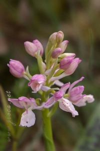 Orchis x navarrensis J.P. Amardeilh, 2009