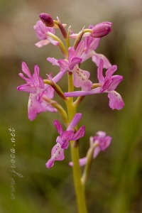 Orchis x navarrensis J.P. Amardeilh, 2009