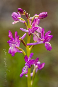 Orchis x navarrensis J.P. Amardeilh, 2009