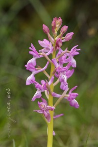 Orchis x navarrensis J.P. Amardeilh, 2009