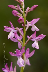 Orchis x navarrensis J.P. Amardeilh, 2009
