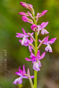 Orchis x navarrensis J.P. Amardeilh, 2009