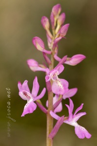 Orchis x navarrensis J.P. Amardeilh, 2009