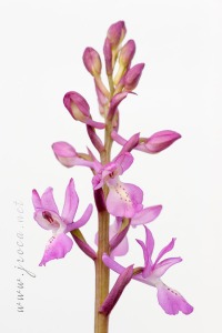Orchis x navarrensis J.P. Amardeilh, 2009