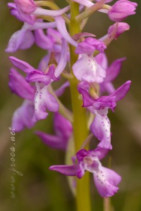 Orchis x navarrensis J.P. Amardeilh, 2009