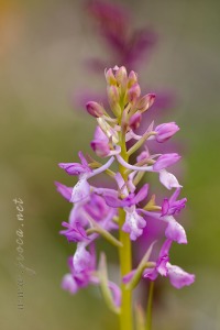 Orchis x navarrensis J.P. Amardeilh, 2009