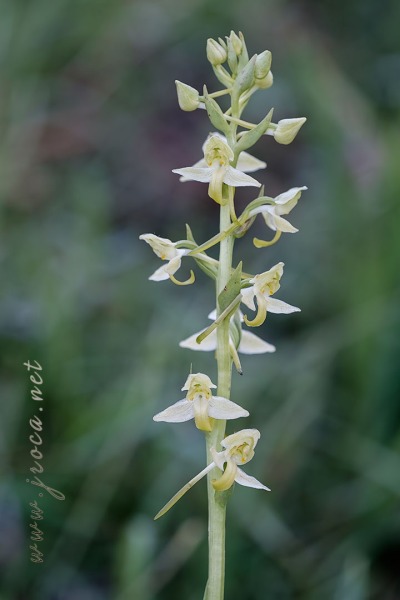 Platanthera algeriensis Battandier & Trabut