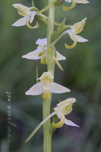 Platanthera algeriensis Battandier & Trabut