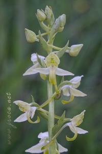 Platanthera algeriensis Battandier & Trabut