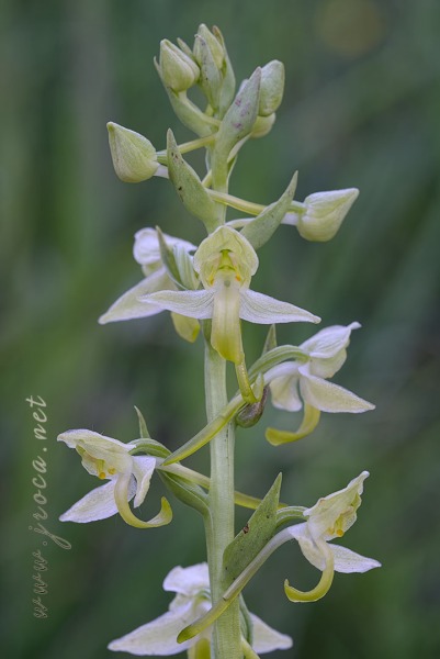 Platanthera algeriensis Battandier & Trabut