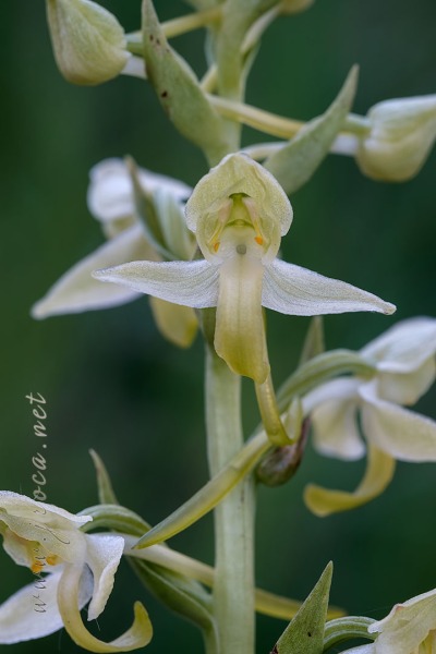 Platanthera algeriensis Battandier & Trabut