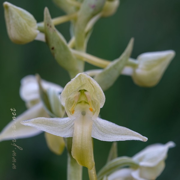 Platanthera algeriensis Battandier & Trabut