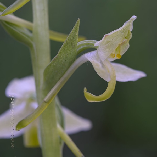 Platanthera algeriensis Battandier & Trabut