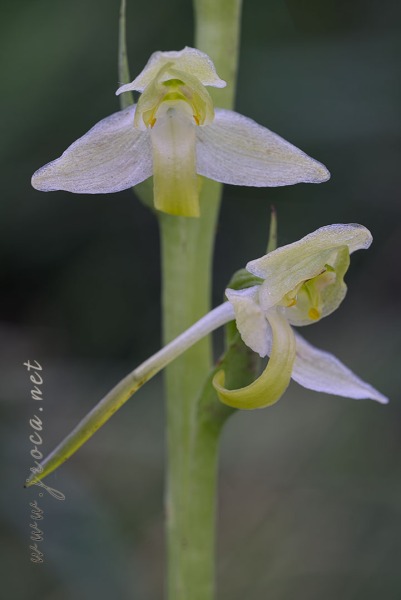 Platanthera algeriensis Battandier & Trabut