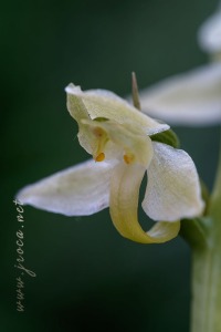 Platanthera algeriensis Battandier & Trabut